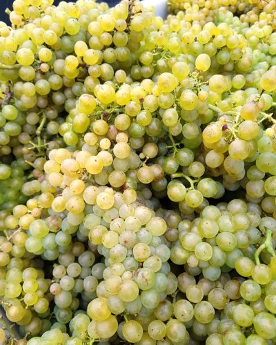 Weingut 2H